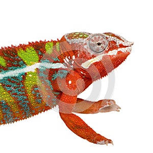 Chameleon Furcifer Pardalis - Ambilobe (18 months)