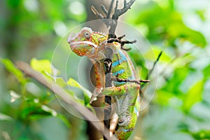Chameleon Furcifer pardalis Ambilobe, panther chameleon jon a tree