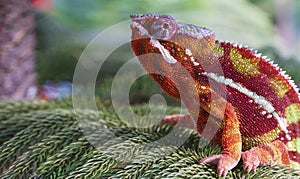 Chameleon furcifer pardalis ambilobe panther chameleon sitting on tree branch. Close up chameleon panther