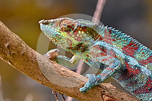 Chameleon Furcifer Pardalis, Madagascar nature