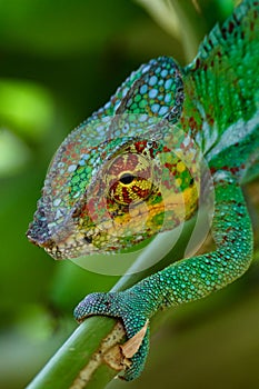 Chameleon Furcifer Pardalis, Madagascar nature