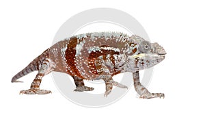 Chameleon Furcifer Pardalis - Masoala (4 years)