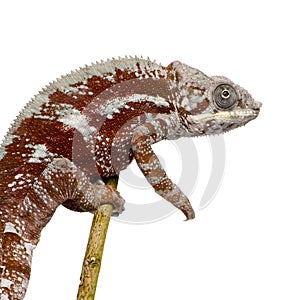 Chameleon Furcifer Pardalis - Masoala (4 years)