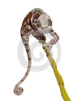 Chameleon Furcifer Pardalis - Masoala (4 years)