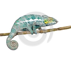 Chameleon Furcifer Pardalis - Nosy Faly photo