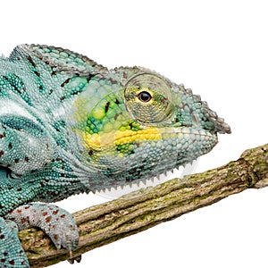 Chameleon Furcifer Pardalis - Nosy Faly photo