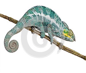 Chameleon Furcifer Pardalis - Nosy Faly