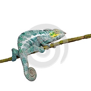 Chameleon Furcifer Pardalis - Nosy Faly