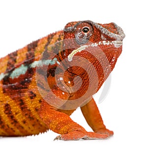 Chameleon Furcifer Pardalis - Sambava (2 years)