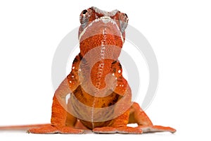 Chameleon Furcifer Pardalis - Sambava (2 years)