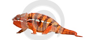 Chameleon Furcifer Pardalis - Sambava (2 years) photo