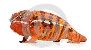 Chameleon Furcifer Pardalis - Sambava (2 years)