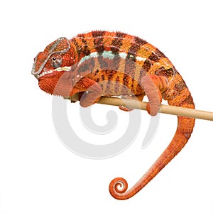 Chameleon Furcifer Pardalis - Sambava (2 years)