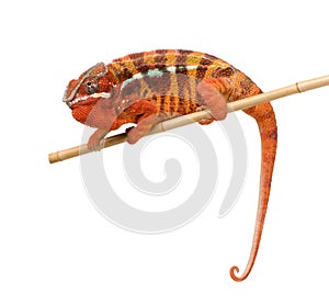 Chameleon Furcifer Pardalis - Sambava (2 years)