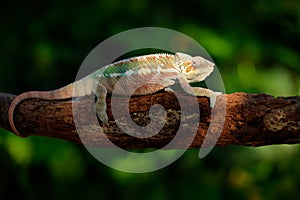 Chameleon Furcifer pardalis sitting on the branch in forest habitat. Exotic beautifull endemic green reptile with long tail from M