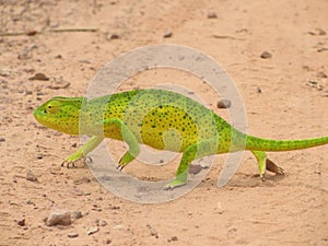 Chameleon in Gambia