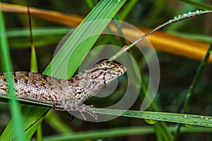 Chameleon in grass wild green