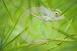 Chameleon in a Green Bamboo Thicket photo