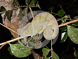 Chameleon, Green color, Night shot with dark background. Madagascar