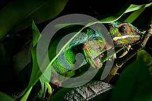Green chameleon hiding under leaf