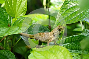 Chameleon on green leaf. photo