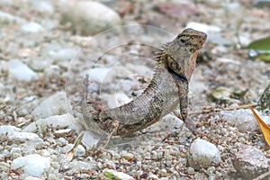 Chameleon on the ground