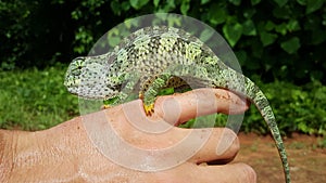 Chameleon on a hand