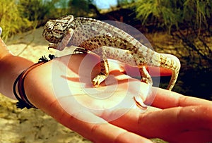 Chameleon in hand photo