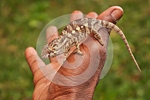 Chameleon in hand, people human, Furcifer pardalis, sitting on the tree branch in the nature habitat, Ranomafana NP. Endemic