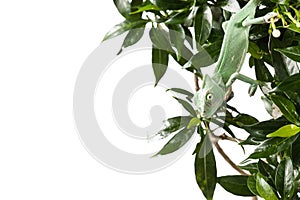 Chameleon hang down on plant against white background