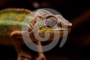 Chameleon head close-up. Green on a dark background. Macro.