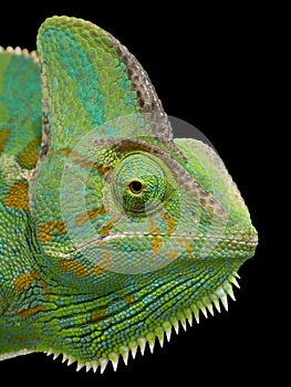 Chameleon head on isolated black background.