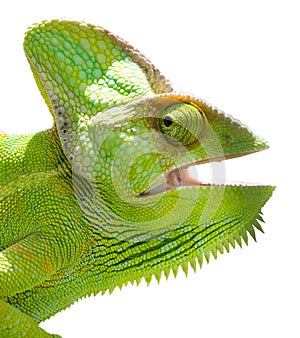 Chameleon head on isolated white back.