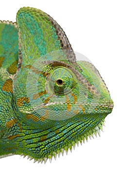 Chameleon head on isolated white background.