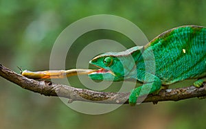 Chameleon at hunt insect. Long tongue chameleon. Madagascar. Close-up.