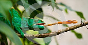 Chameleon at hunt insect. Long tongue chameleon. Madagascar. Close-up.