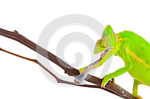 Chameleon hunting a cockroach