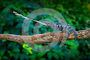 Chameleon hunting insect with long tongue. Exotic beautiful endemic green reptile with long tail from Madagascar. Wildlife scene f