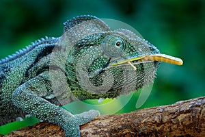 Chameleon hunting insect with long tongue. Exotic beautiful endemic green reptile with long tail from Madagascar. Wildlife scene