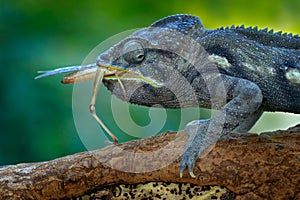 Chameleon hunting insect with long tongue. Exotic beautiful endemic green reptile with long tail from Madagascar. Wildlife scene