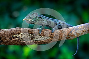 Chameleon hunting insect with long tongue. Exotic beautiful endemic green reptile with long tail from Madagascar. Wildlife scene