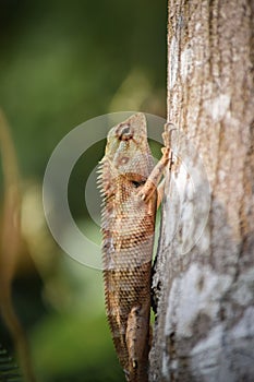 Chameleon Image| Chameleon Pictures | Chameleon Photos |