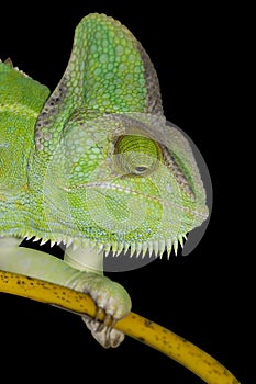 Chameleon isolated on black background. Reptile Head.