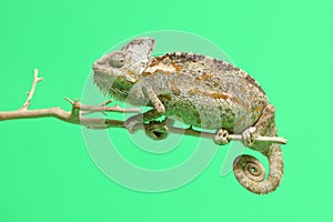 Chameleon isolated on green background . Chamaeleo calyptratus