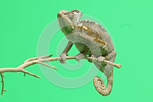 Chameleon isolated on green background . Chamaeleo calyptratus
