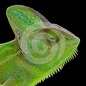 Chameleon isolated head on black back.