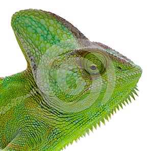 Chameleon isolated head on white back.