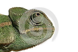 Chameleon isolated on white