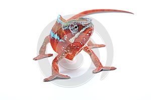 Chameleon isolated on white