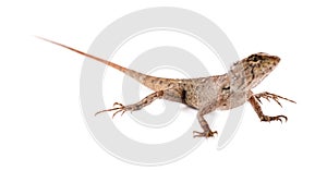 Chameleon isolated on white background